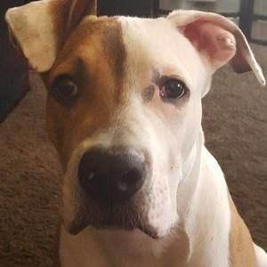 Meet your Posher, Dominic